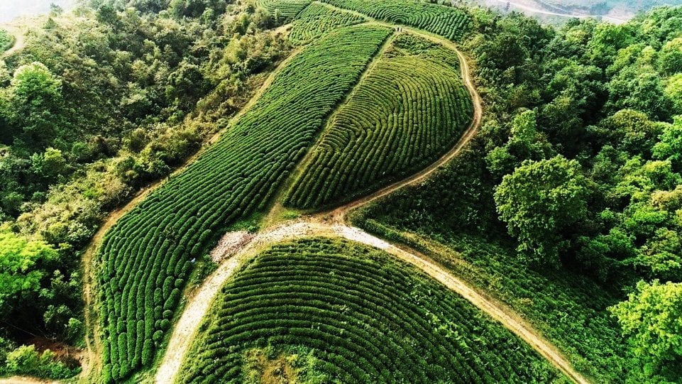 CÔNG TY CỔ PHẦN CHÈ KIA TĂNG có vùng nguyên liệu rộng 30ha tại vùng núi Kia Tăng, xã Hồng Thái