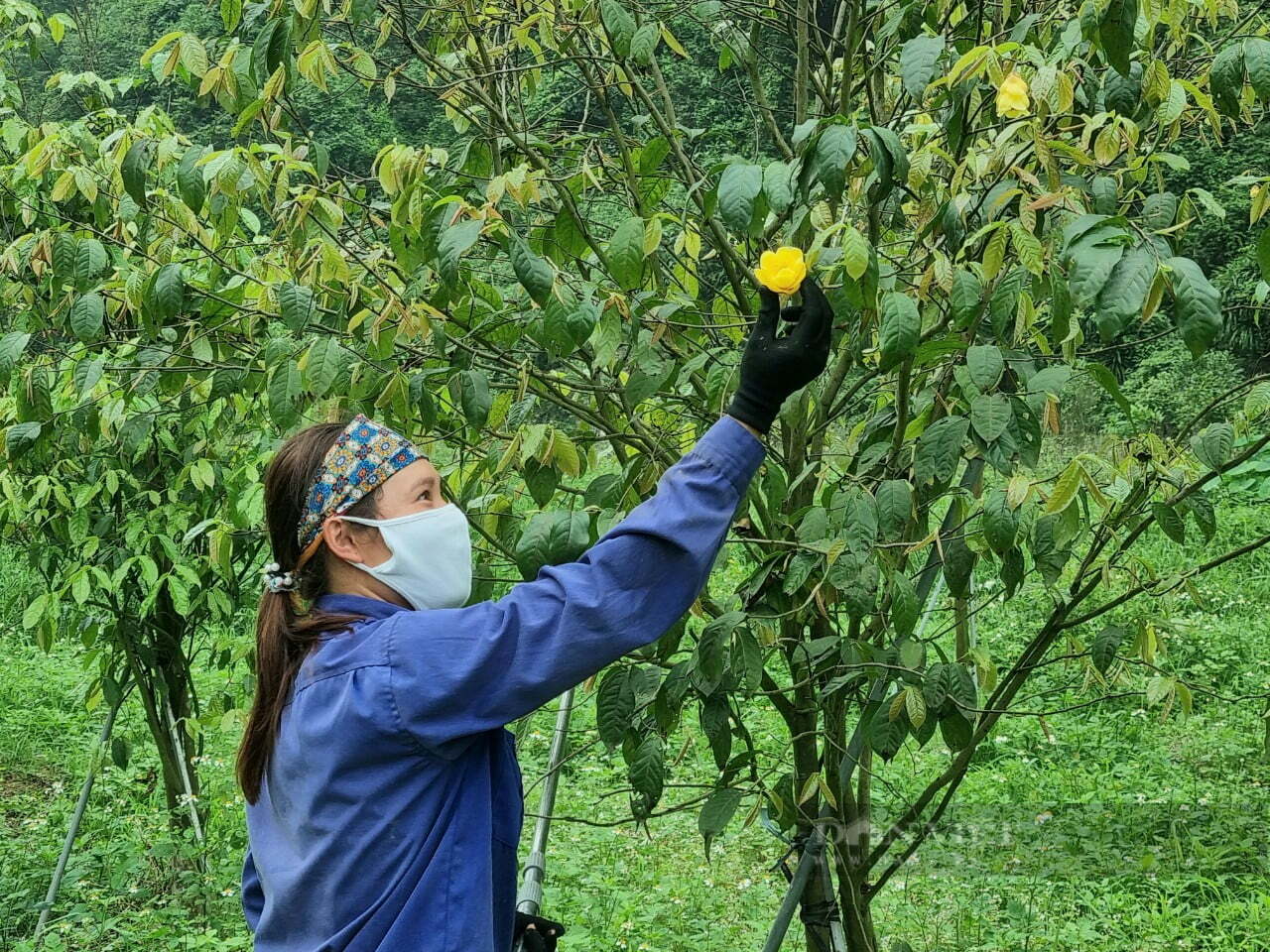 Công nhân Công ty TNHH dược liệu Vũ Gia đang thu hoạch hoa trà hoa vàng